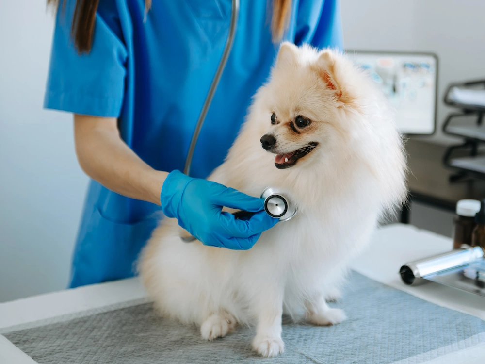 Veterinarian listening to heartbeat of small puppy on a clean exam table